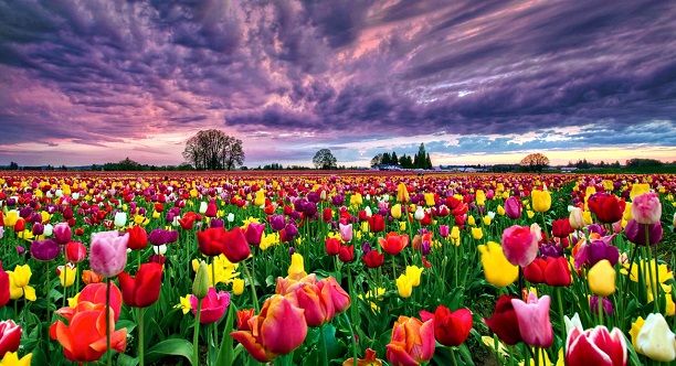 Tulipomania campo de tulipanes en Holanda
